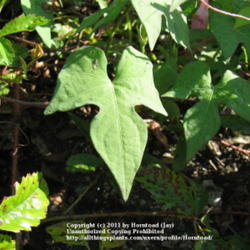 Location: Beaumont, Jefferson County, Texas
Date: August 9, 2010
Tievine leaf.