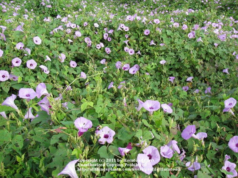 Photo of Morning Glory (Ipomoea cordatotriloba) uploaded by Horntoad