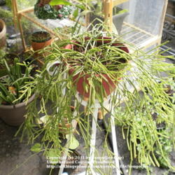 Location: Middle Tennessee
Date: 9/2/2011
This Rhipsalis can be grown fairly easily from cuttings.