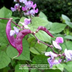 Location: My backyard
Date: August 27, 2010
Blooms and Seedpods of Purple Hyacinth Bean Vine