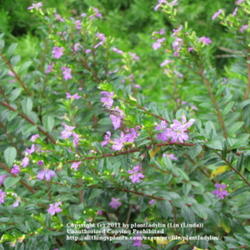 Location: My backyard
Date: November 4, 2010
Cuphea hyssopifolia