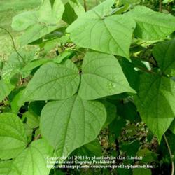 
Date: August 2010
Foliage of Lablab purpureus