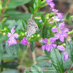 
Date: November 4, 2010
#Pollination - Ceraunus Blue Butterfly enjoying nectar