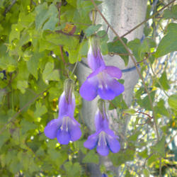 Location: NE Washington
Date: September 2011
Asarina scandens 'Sky Blue' blooms and foliage