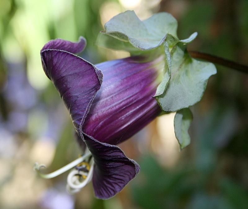 Photo of Cup and Saucer Vine (Cobaea scandens) uploaded by Calif_Sue