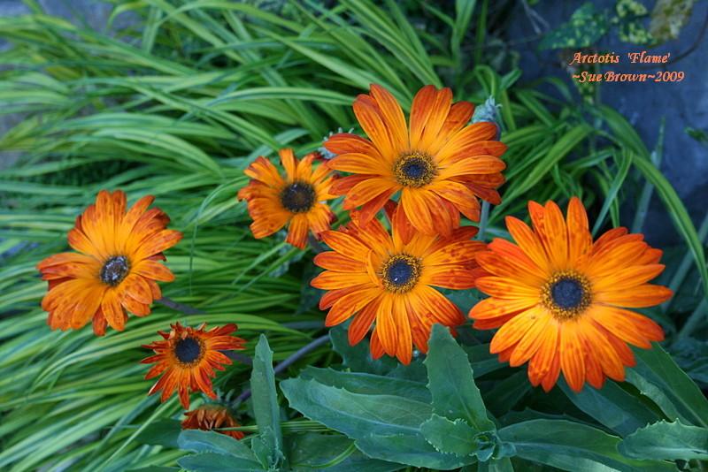 Photo of African Daisy (Arctotis 'Flame') uploaded by Calif_Sue