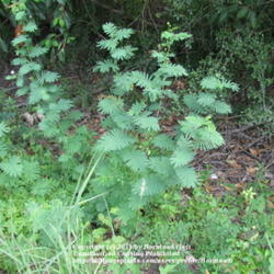 Location: Beaumont, Jefferson County, Texas
Date: August 23, 2011
Desmanthus illinoensis