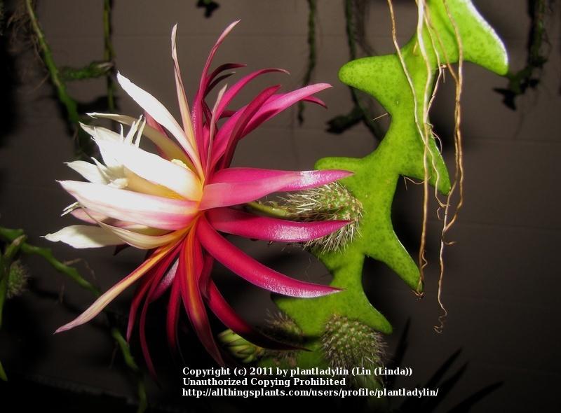 Photo of Zig-Zag Cactus (Selenicereus anthonyanus) uploaded by plantladylin