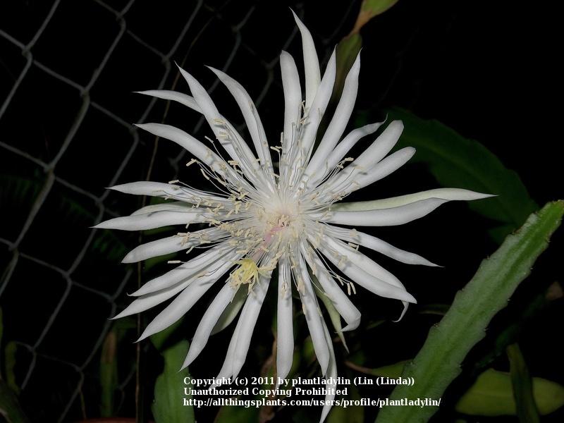 Photo of Hooker's Orchid Cactus (Epiphyllum hookeri) uploaded by plantladylin