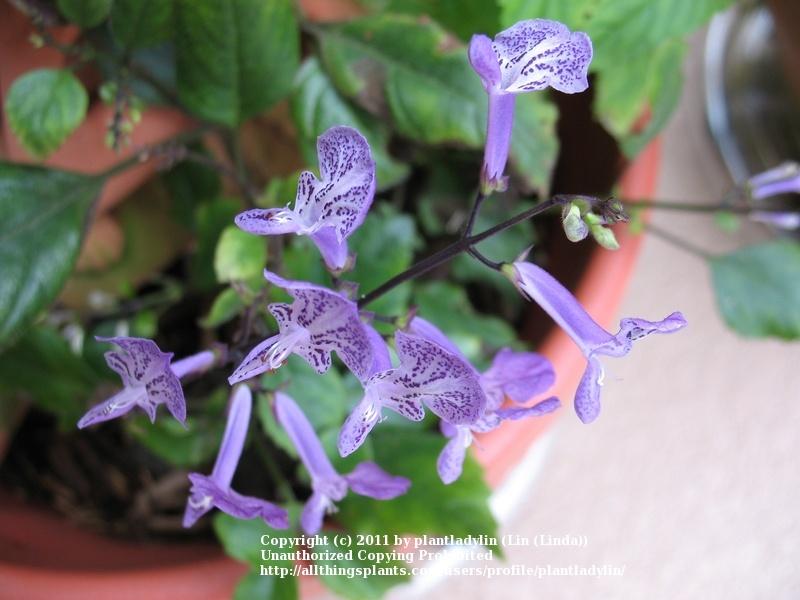 Photo of Spur Flower (Plectranthus Mona Lavender) uploaded by plantladylin