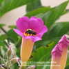 #Pollination