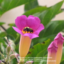 Location: San Diego, California
Date: July 7, 2010
#Pollination