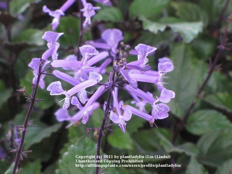 Photo of Spur Flower (Plectranthus Mona Lavender) uploaded by plantladylin