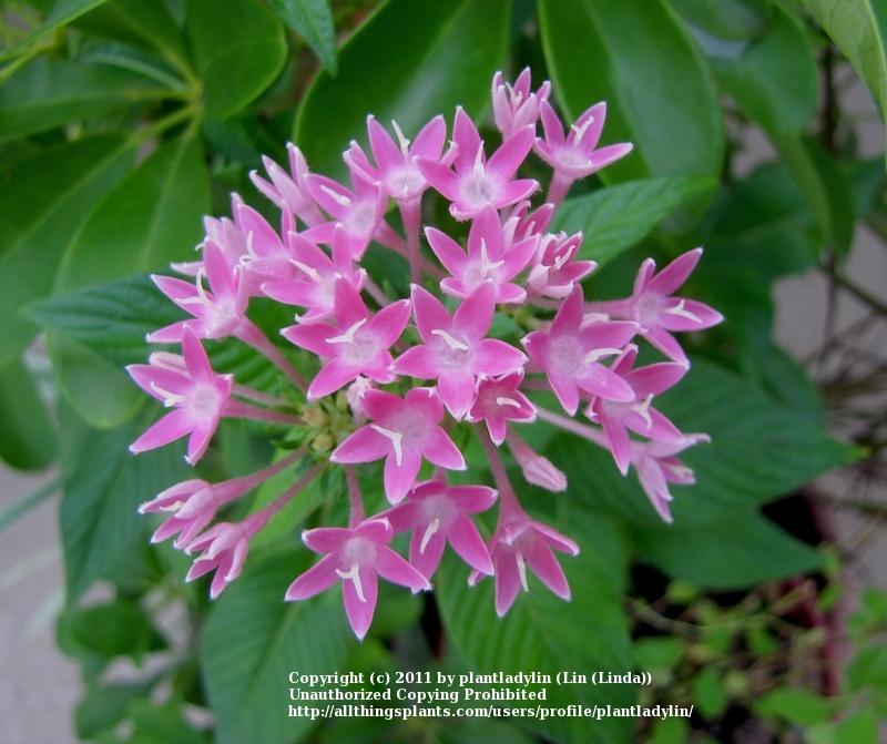 Photo of Star Flower (Pentas lanceolata) uploaded by plantladylin