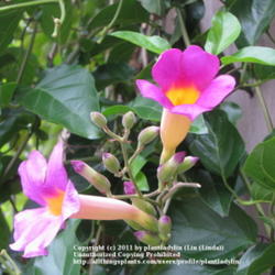 Location: San Diego, California
Date: July 8, 2010
Blooms and Buds