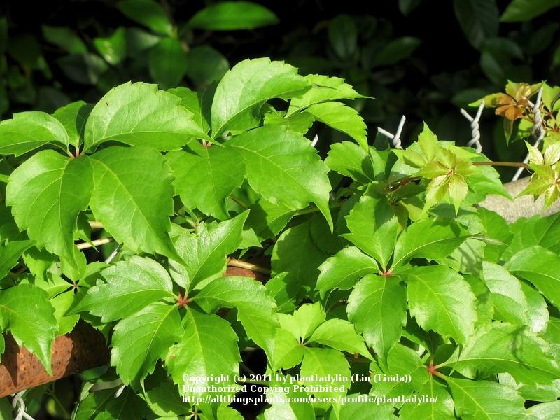 Photo of Virginia Creeper (Parthenocissus quinquefolia) uploaded by plantladylin