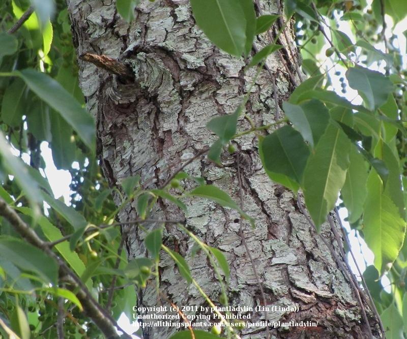 Photo of Wild Black Cherry (Prunus serotina) uploaded by plantladylin