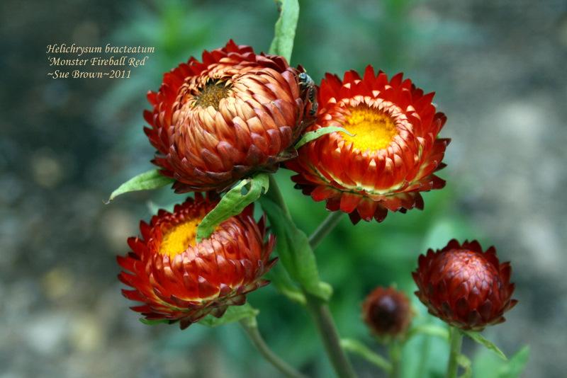 Photo of Strawflower (Xerochrysum bracteatum 'Monster Fireball') uploaded by Calif_Sue