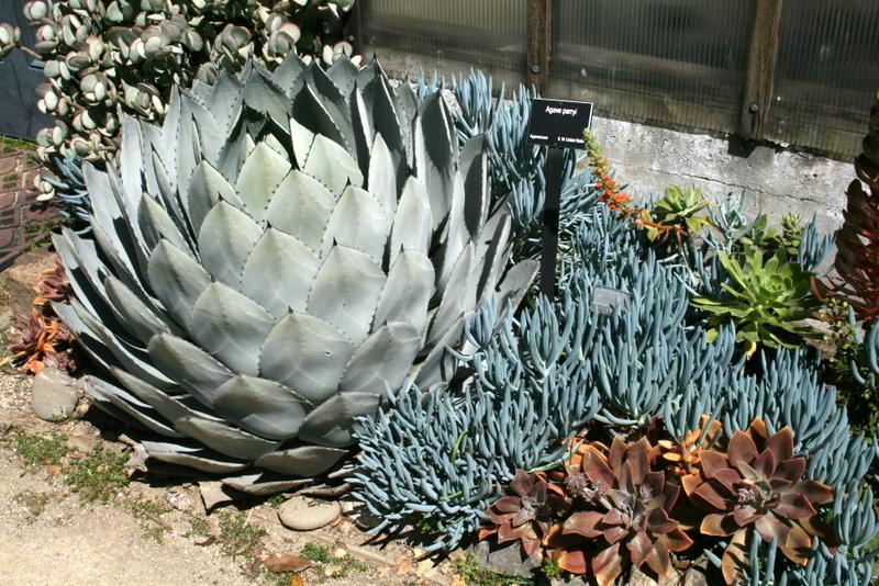 Photo of Huachuca Agave (Agave parryi var. huachucensis) uploaded by Calif_Sue