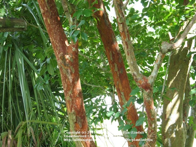 Photo of Crepe Myrtles (Lagerstroemia) uploaded by plantladylin