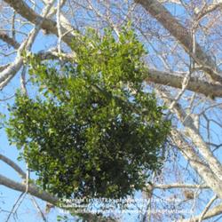 Location: Daytona Beach, Florida
Date: January 1, 2010
Growing in a Celtis laevigata ("Sugarberry") tree
