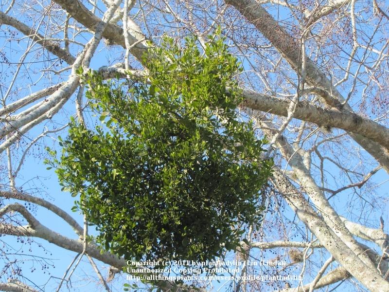 Photo of Oak Mistletoe (Phoradendron leucarpum) uploaded by plantladylin