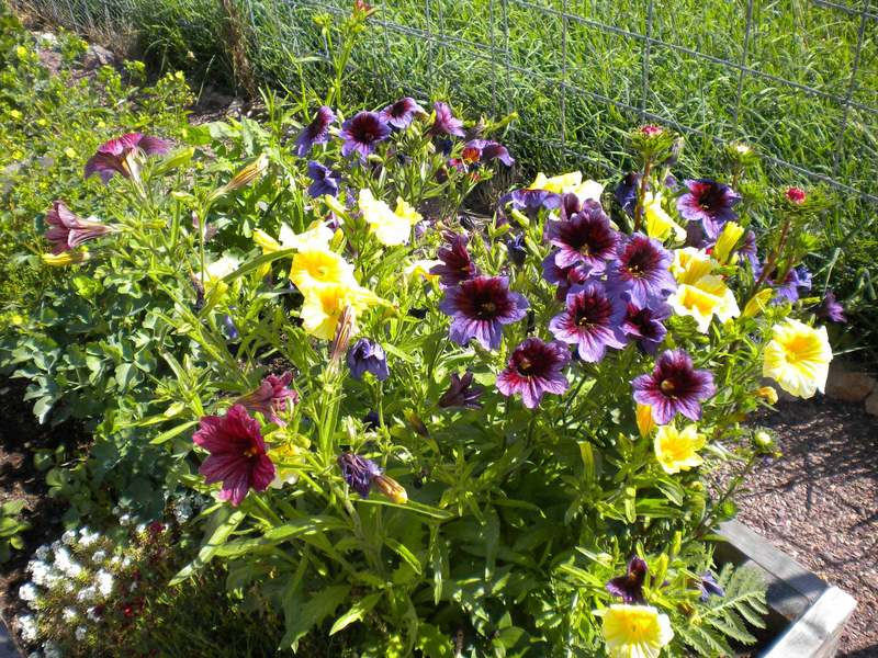 Photo of Painted Tongue (Salpiglossis sinuata) uploaded by woofie