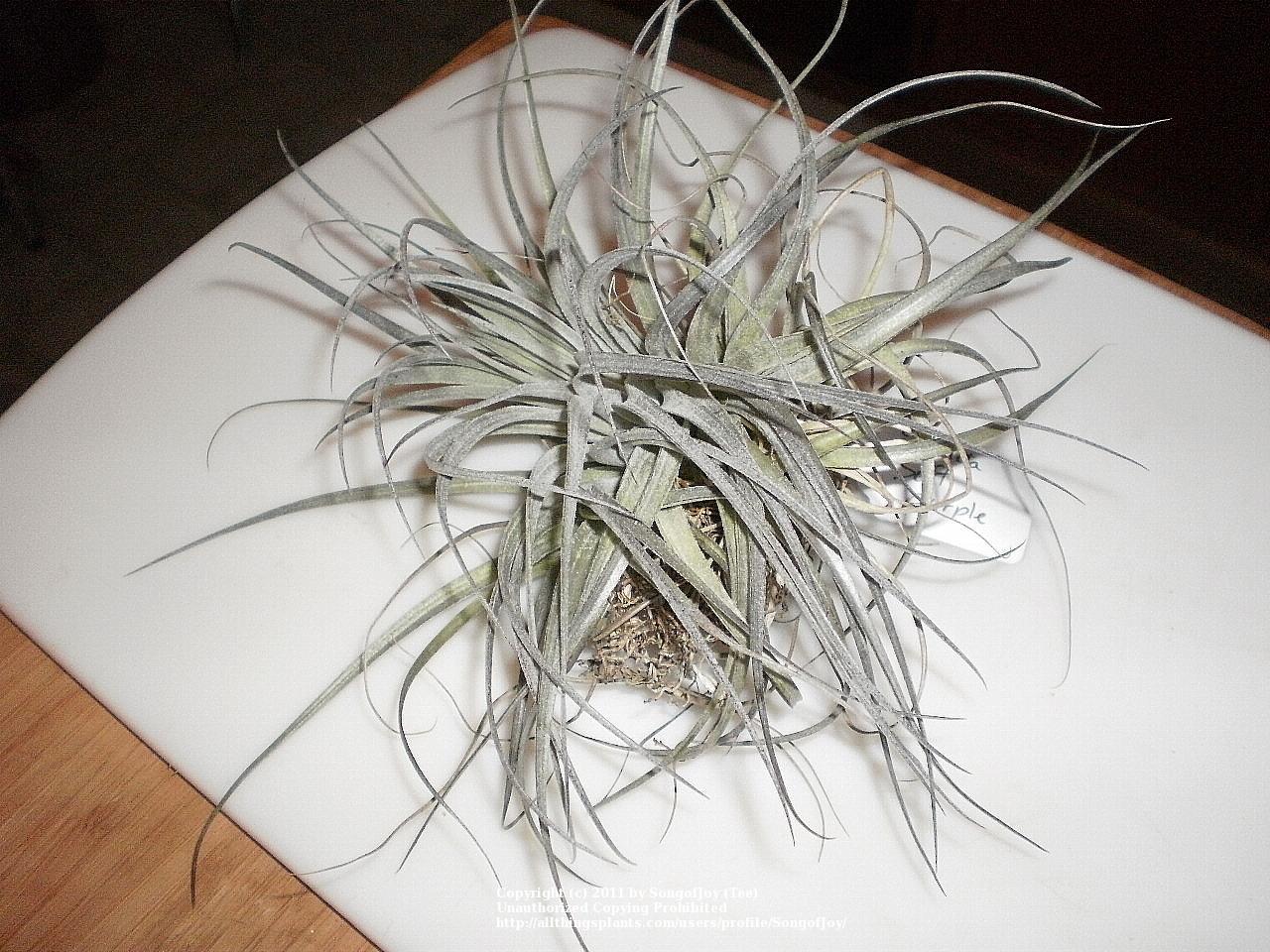 Photo of Air Plant (Tillandsia stricta 'Soft Purple') uploaded by SongofJoy
