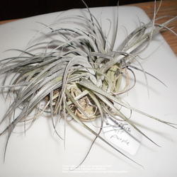 Location: Home
Date: 12/25/2010
Plant and epiphytic roots