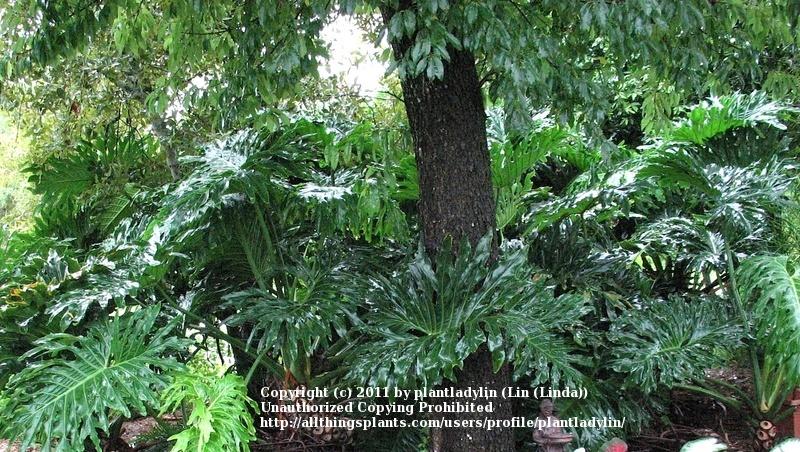 Photo of Tree Philodendron (Thaumatophyllum bipinnatifidum) uploaded by plantladylin