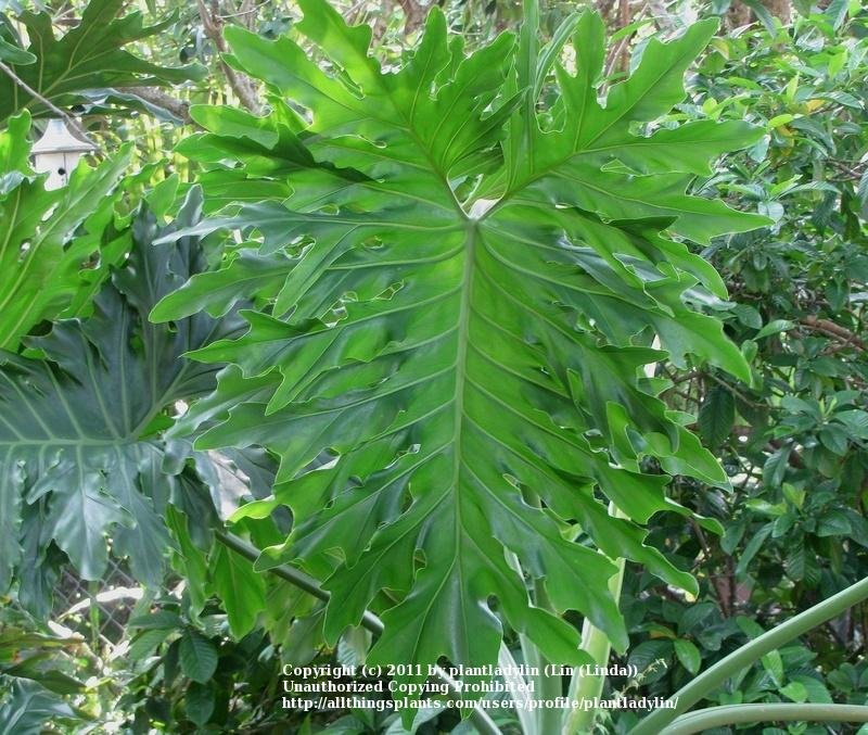 Photo of Tree Philodendron (Thaumatophyllum bipinnatifidum) uploaded by plantladylin