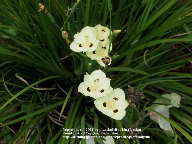Photo of African Iris (Dietes bicolor) uploaded by plantladylin