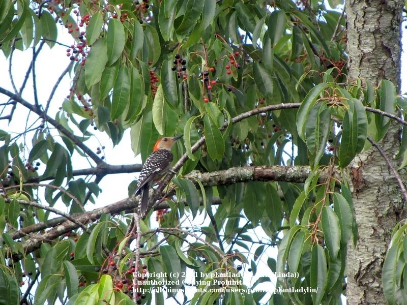 Photo of Wild Black Cherry (Prunus serotina) uploaded by plantladylin
