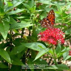 
Date: Summer 2011
Gulf Fritillary Butterfly enjoying nectar #Pollination