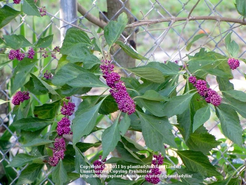 Photo of American Beautyberry (Callicarpa americana) uploaded by plantladylin