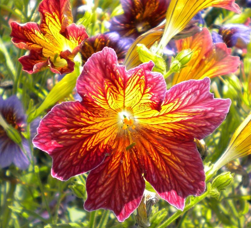Photo of Painted Tongue (Salpiglossis sinuata) uploaded by woofie