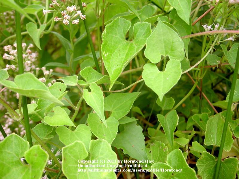 Photo of Climbing Hempvine (Mikania scandens) uploaded by Horntoad