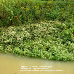 Location: Nederland, Jefferson County, Texas
Date: October 14, 2009
Covering Canal Bank