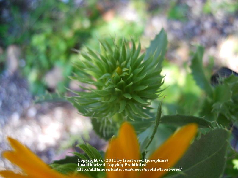 Photo of Saw-Leaf Daisy (Grindelia papposa) uploaded by frostweed
