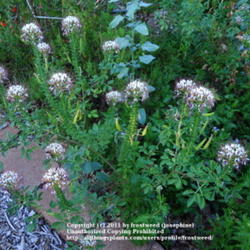 Location: Fielder House Butterfly garden Arlington, Texas.
Date: Summer 2011
This lovely plant is very drought tolerant and attractive to bees