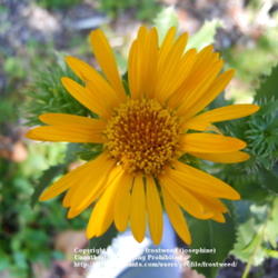 Location: My yard in Arlington, Texas.
Date: Summer 2011
The fully open flower.