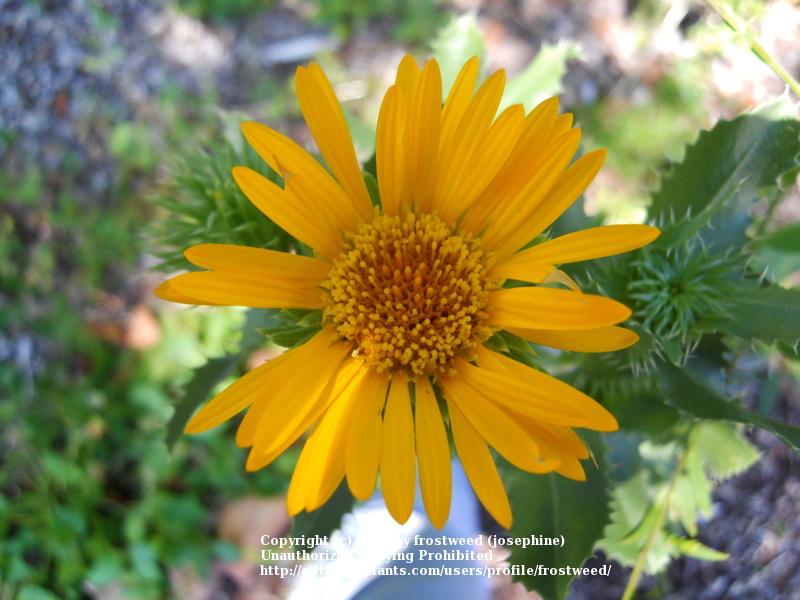 Photo of Saw-Leaf Daisy (Grindelia papposa) uploaded by frostweed