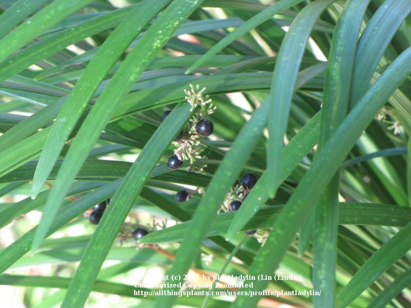 Photo of Monkey Grass (Liriope muscari) uploaded by plantladylin