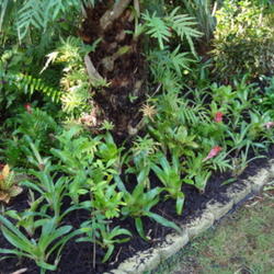 Location: Fred's garden in Naples, FL
Date: Monday, Sept. 12th, 2011
a bed of pups