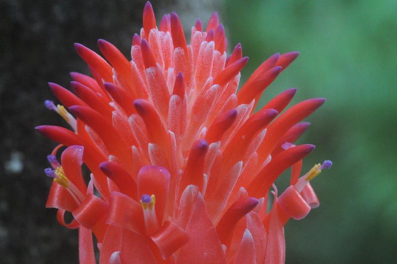 Photo of Flaming Torch (Billbergia pyramidalis) uploaded by Fred