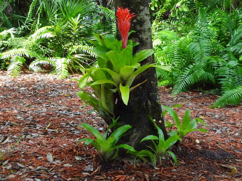 Photo of Flaming Torch (Billbergia pyramidalis) uploaded by Fred
