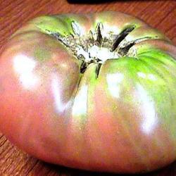 Location: Houston, Texas
Date: Spring 2008
Black Krim weighing in at 1.1 lbs.