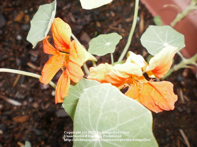 Photo of Nasturtium (Tropaeolum majus 'Scarlet Gleam') uploaded by SongofJoy