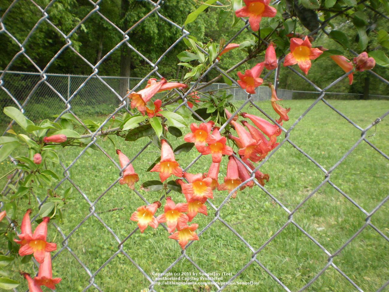 Photo of Crossvine (Bignonia capreolata 'Tangerine Beauty') uploaded by SongofJoy
