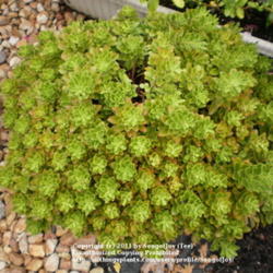 Location: Middle Tennessee
Date: 9/2/2011
S. takesimense is a beatutiful low-growing sedum